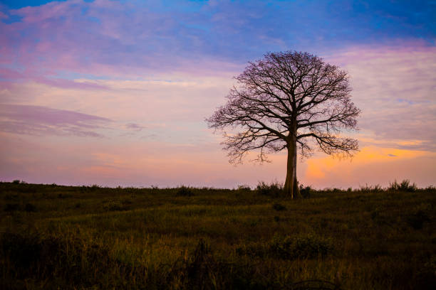 Silhouette of leafless ceibo tree with orange painted clouds in the background. tree, ceibo, fractals, leafless, , nature, wildlife, sky, sunset, landscape, silhouette, summer, field, horizon, evening, night, sun, light, orange, dusk, golden hour, colorfull, purple, red, background, view, sunrise, color, clouds, panorama, cloud, grass, beautiful, rural, trees, blue, autumn, season, dark, outdoor, green, forest
