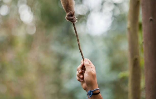 istock Humans and animals, human hand giving a monkey hand a stick, 1339161046