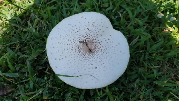 white mushrooms budding on the green grass which may be a poisonous mushroom - detrimental imagens e fotografias de stock