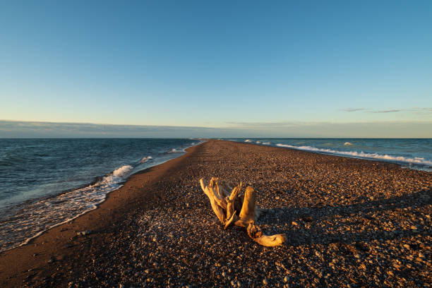 pointe pelée vers le sud, parc national de la pointe-pelée - driftwood wood water sunrise photos et images de collection