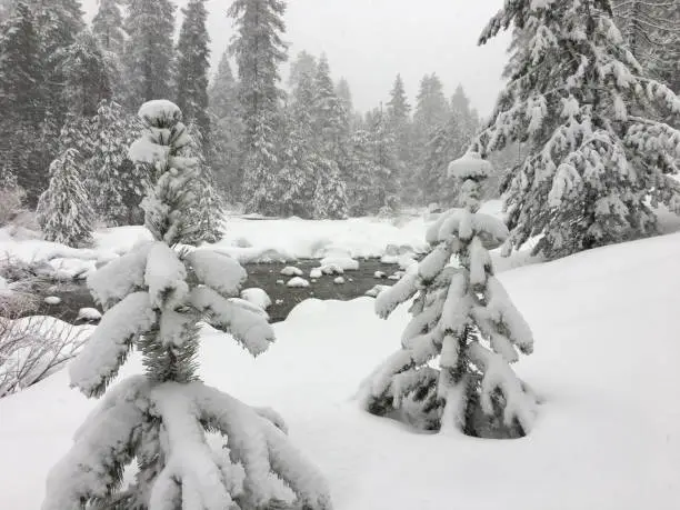 Winter scene of pine trees covered with heavy white snow while it is still snowing