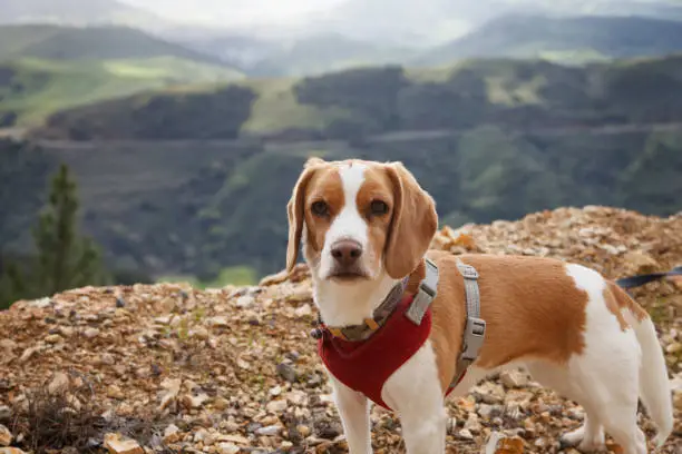Lemon beagle puppy on rocky cliff with vast view of mountains in background