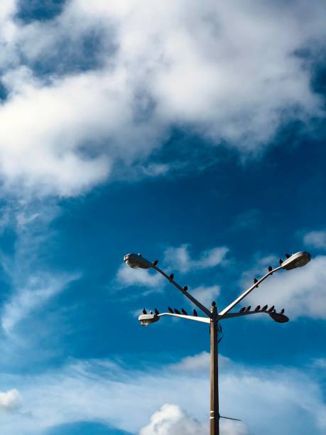 istock Streetlights with birds 1339169616