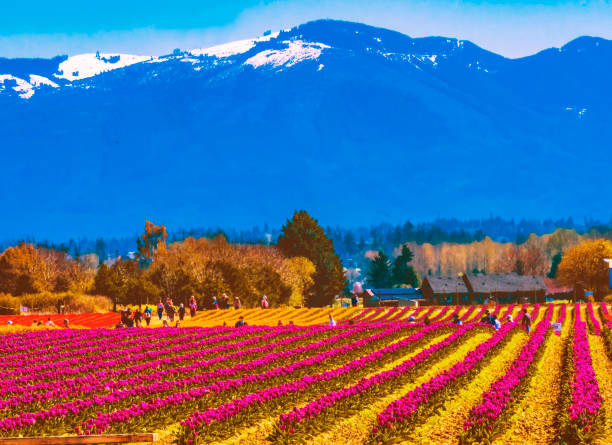 istock Purple Tulip Fields Farm Skagit County, Washington 1339171461