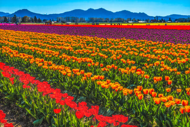 istock Red Orange Tulips Fields Farm Skagit County, Washington 1339175062