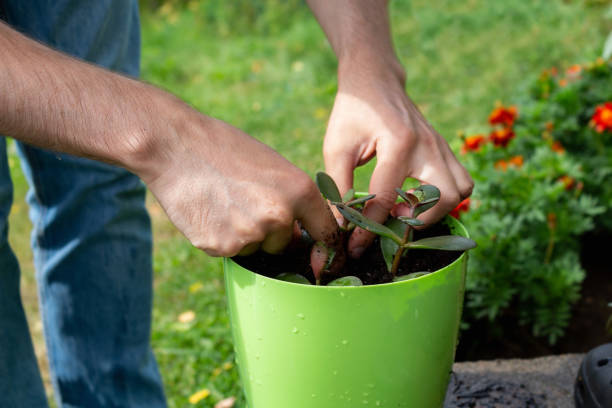 istock Young farmer plants plant in white pot. 1339176468