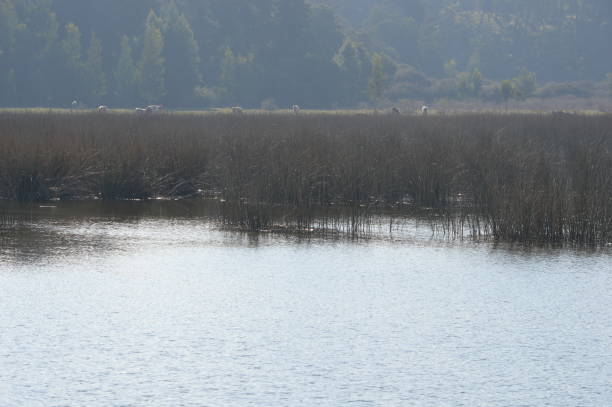 Laguna Torca National Reserve