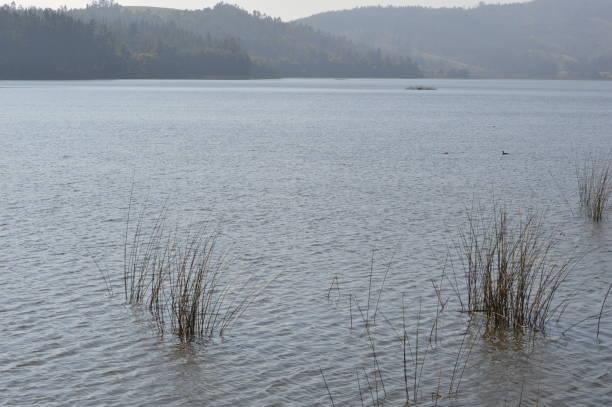 istock Laguna Torca National Reserve 1339176584