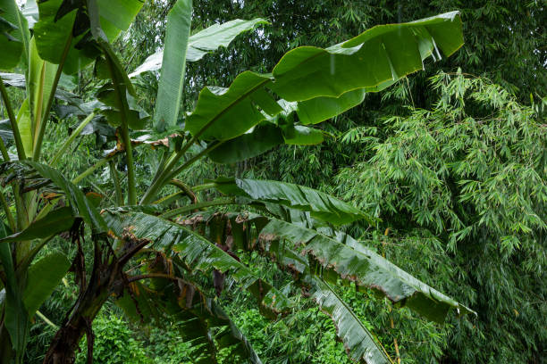 istock Banana Tree Leaves in Forest 1339177931