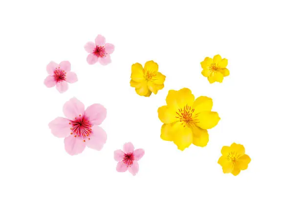 Apricot and peach blossom isolated on white background