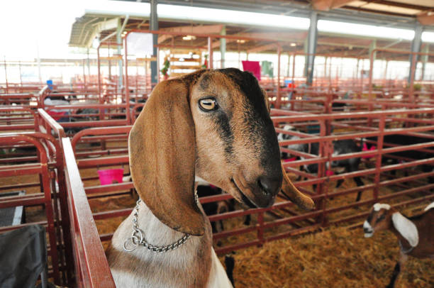 Dairy goats at livestock show Dairy goat in livestock pen looking at viewer agricultural fair stock pictures, royalty-free photos & images