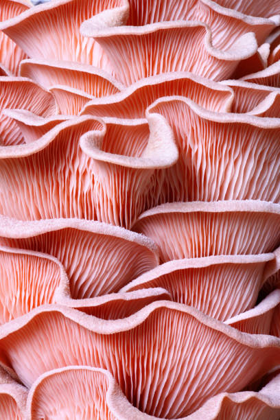 istock Pink oyster mushrooms 1339181472