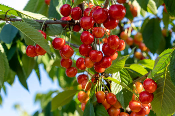istock Branches with red cherry fruits on a blue sky background 1339183189
