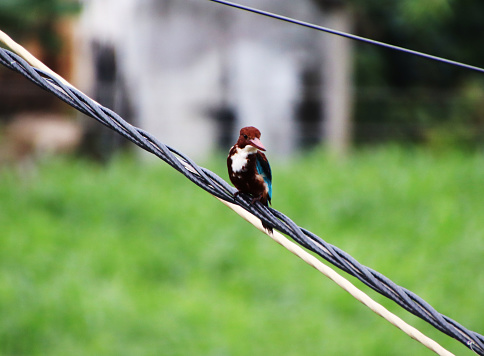 Kingfisher is sitting on the electric cable. watching