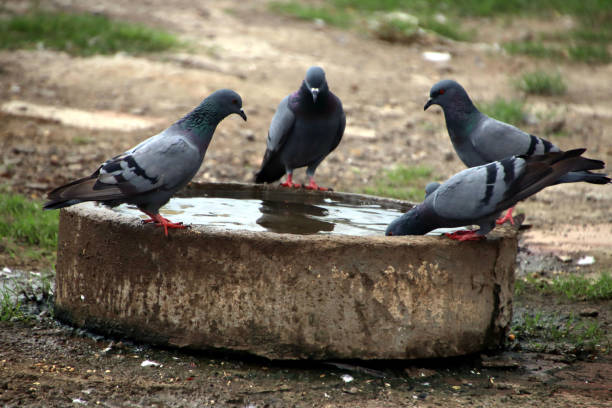 istock Pigeons sitting on a water litter and drinking water 1339184135