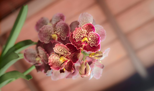 Vanda Madame Wirat dr.Anek reddish-brown orchid flowers.