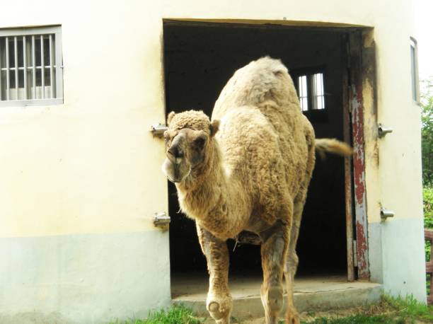 the arabian camel - bactrian camel imagens e fotografias de stock
