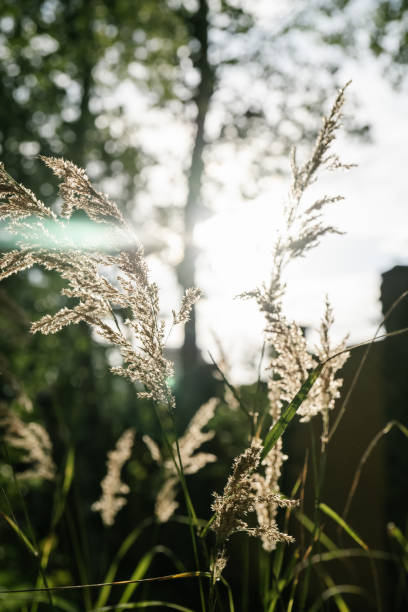 istock Calamagrostis in the rays of the evening sun. 1339185073