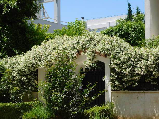 istock Star jasmine entrance 1339185124