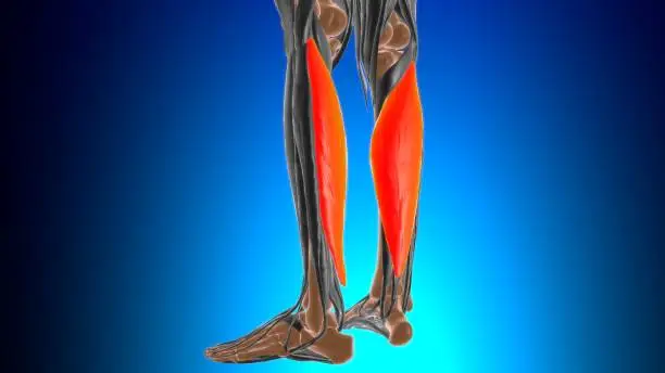 Photo of Soleus Muscle Anatomy For Medical Concept 3D