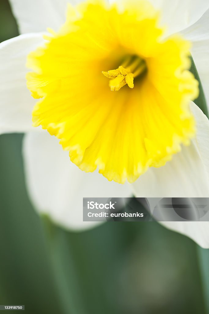 Narciso en primer plano - Foto de stock de Aire libre libre de derechos