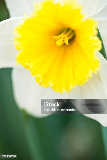 Foto de Narciso Detalhe e mais fotos de stock de Amarelo - Amarelo, Branco, Cabeça da flor