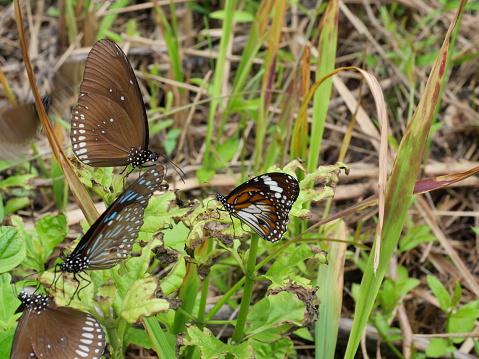The Black Veined Tiger  with Long-branded Blue Crow and Pale Blue Tiger Butterfly  on green leaf of tree plant, Many white spots with brown with blue and black striped on wing of Tropical insect