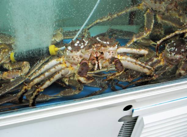 King crab in the seafood market