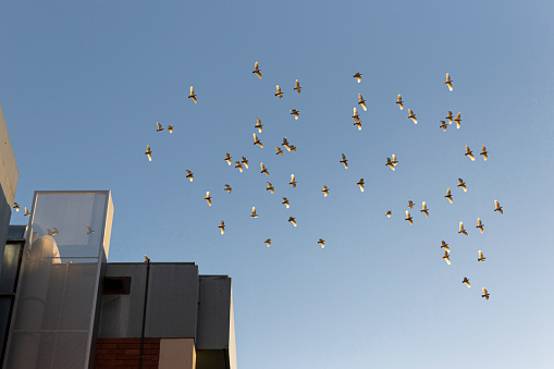 From below flock of wild birds flying in cloudless blue sky over contemporary building on sunny day in city.