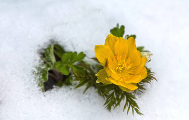 A yellow plentiful flower that blooms first in the white snow in early spring
