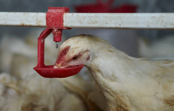 istock Free range backyard broiler Chickens poultry drinking water by nipple drinker 1339191497