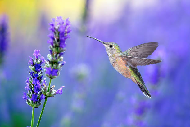 Tiny Hummingbirds hovering close to a lavender flower stock photo