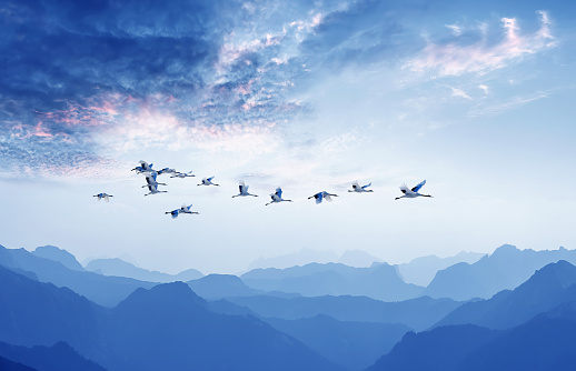 Pájaros volando contra el fondo azul del cielo nublado photo