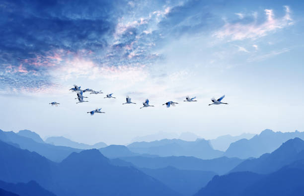 oiseaux volant sur fond de ciel nuageux bleu - oiseau aquatique photos et images de collection