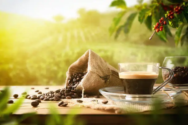 Photo of Coffee cup on wooden table and beans in coffee plantation