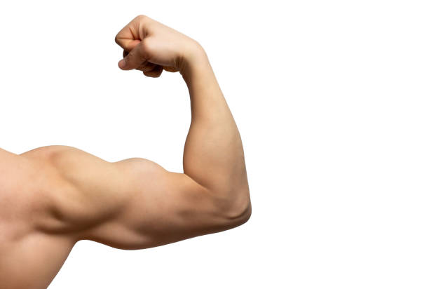 braccio maschile con grandi muscoli ravvicinati isolato su sfondo bianco, vista posteriore. - muscoli foto e immagini stock