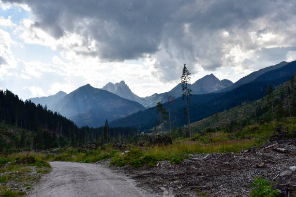 istock Visdende Valley 2 Years after Vaia Storm, Dolomites Mountains Italy 1339196200