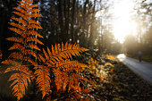 istock Forest ecosystem: outdoors in forest and ferns during autumn leaf foliage 1339196401