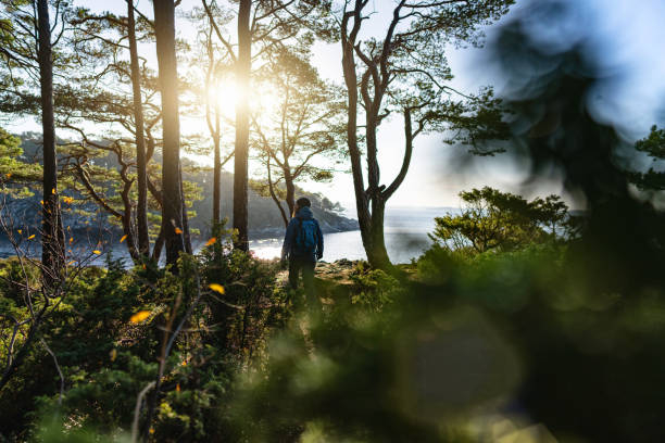 노르웨이의 가을 숲과 피요르드에서 야외하이킹을 하는 여성 - birch tree birch forest tree 뉴스 사진 이미지