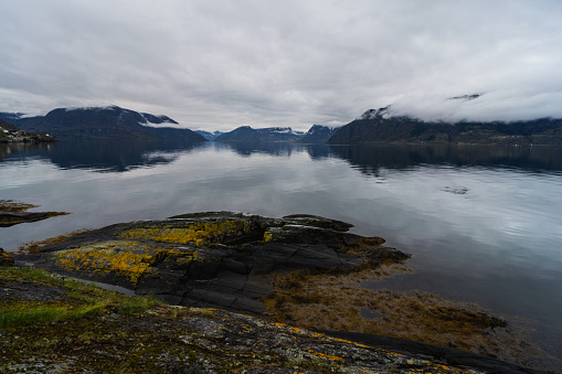 Winter mood in a fjord of Norway: foliage and overcast sky