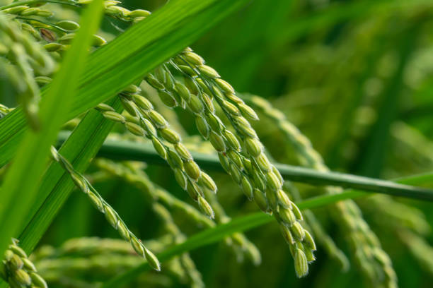 September rice ears in Saitama City