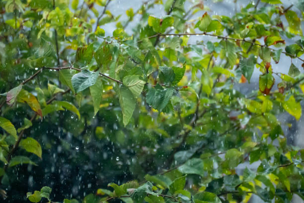 istock Heavy rain hitting the leaves 1339198200