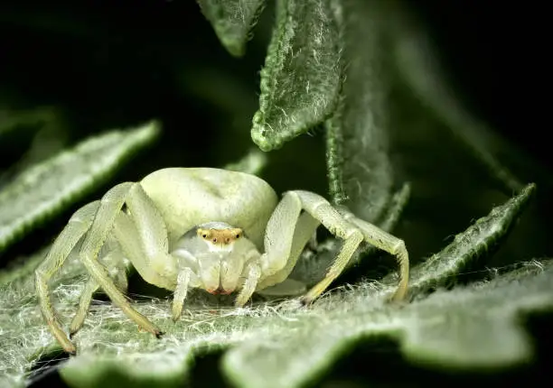 Photo of Goldenrod Crab Spider (Misumena vatia)