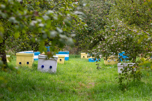 beehives are standing in a clearing in an apple orchard