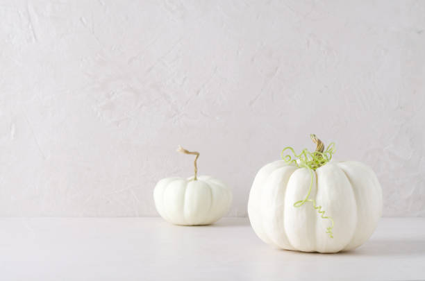istock Autumn harvest. White pumpkins on a beige background 1339198561