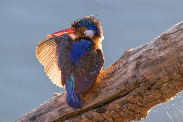 Kingfisher cleaning its feathers on the bank of a river Kingfisher cleaning its feathers on the bank of a river preening stock pictures, royalty-free photos & images