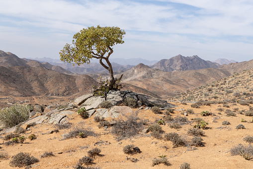 A lone tree in the Richtersveld National Park in South Africa