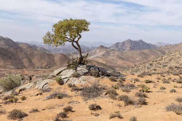 samotne drzewo w parku narodowym richtersveld w rpa - richtersveld national park zdjęcia i obrazy z banku zdjęć