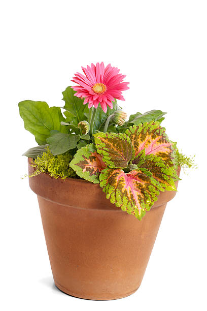 istock Gerbera Daisy in a Flower Pot 133920264