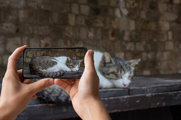 Tourist taking photo of cat sleeping on a bench